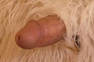 欧美7一8teen